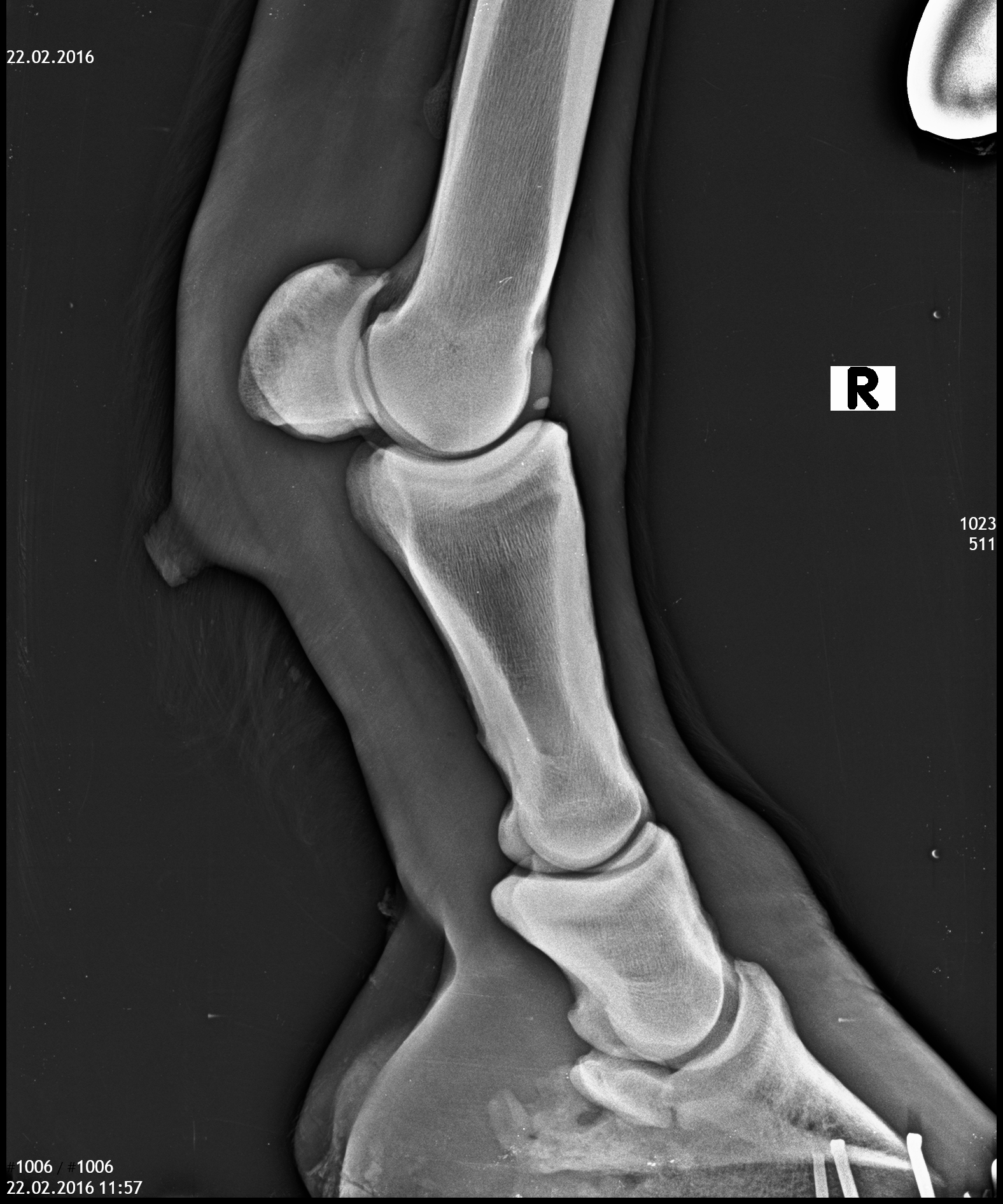 Karpalgelenk Pferd Röntgenbild