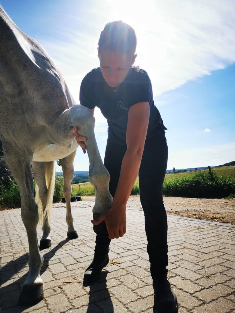 Wenke Siefert Osteopathie Pferde Tierarzt Pferdeklinik Waldalgesheim