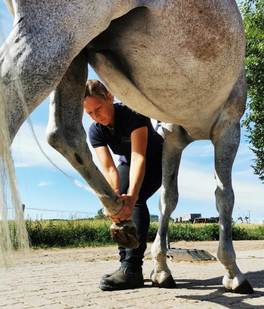 Wenke Siefert Osteopathie Pferde Tierarzt Rhein Main